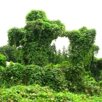 RV overgrown trees.jpg